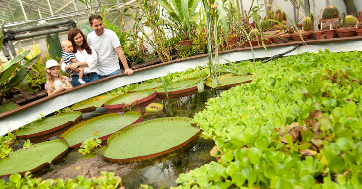 family looking at plants in a pond at Durham University's Botanic Garden